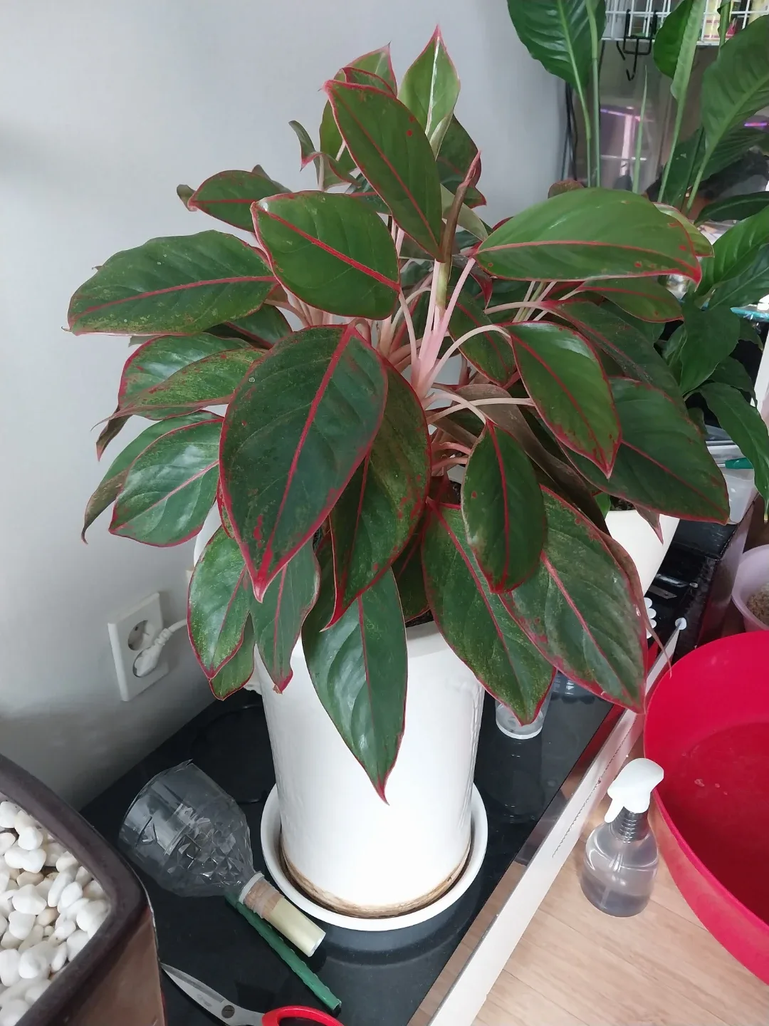 아글라오네마 오로라 공기정화식물