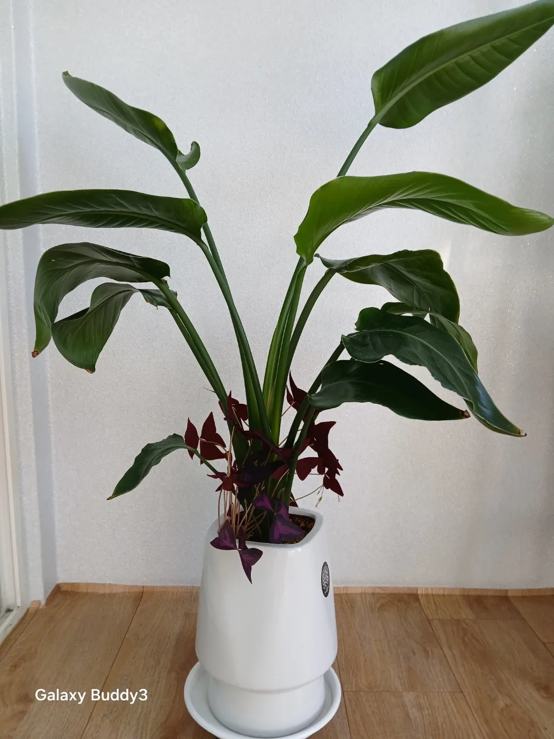 식물(흰색 화분 포함)