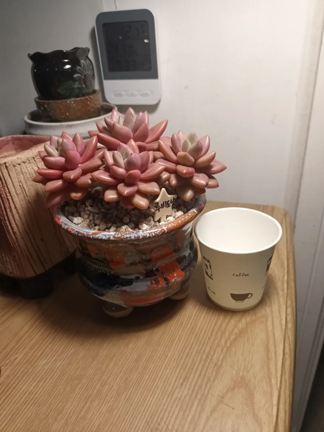 다육식물 (루비도나)