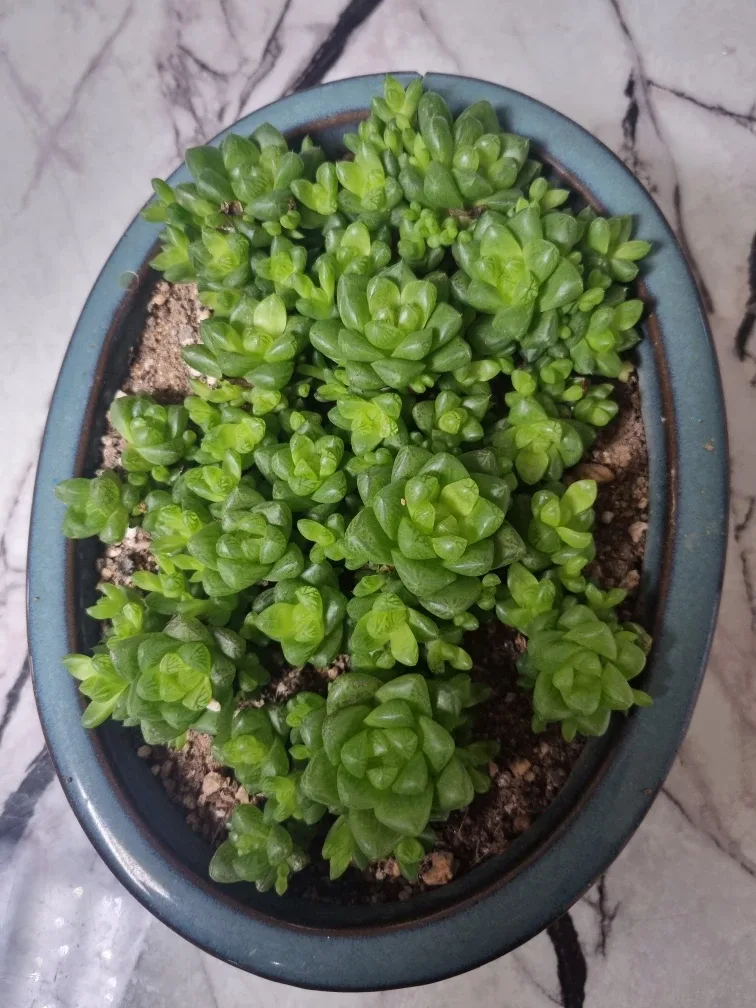 다육이 식물 화분