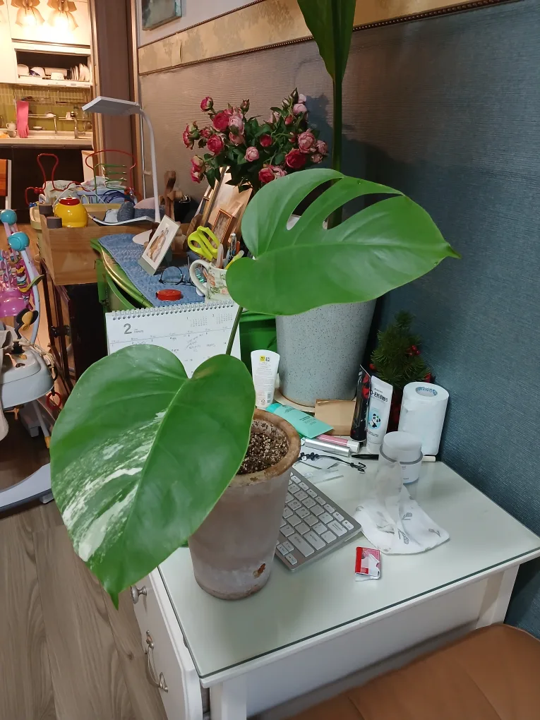 무늬몬스테라 식물