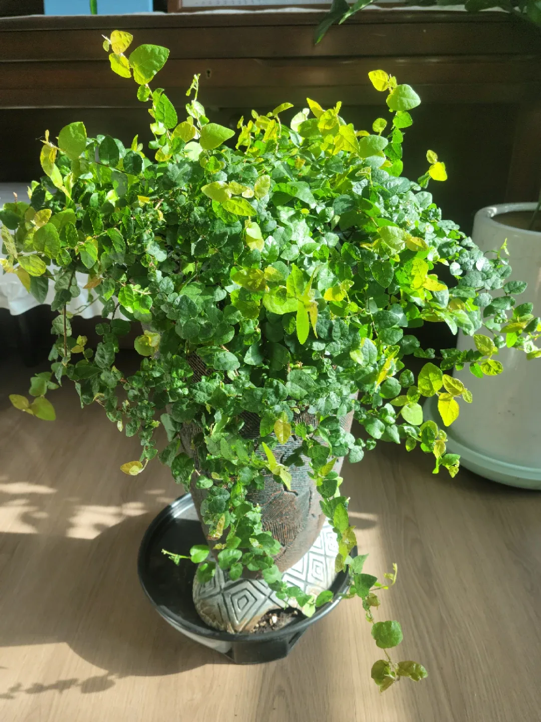 푸미라 공기정화식물