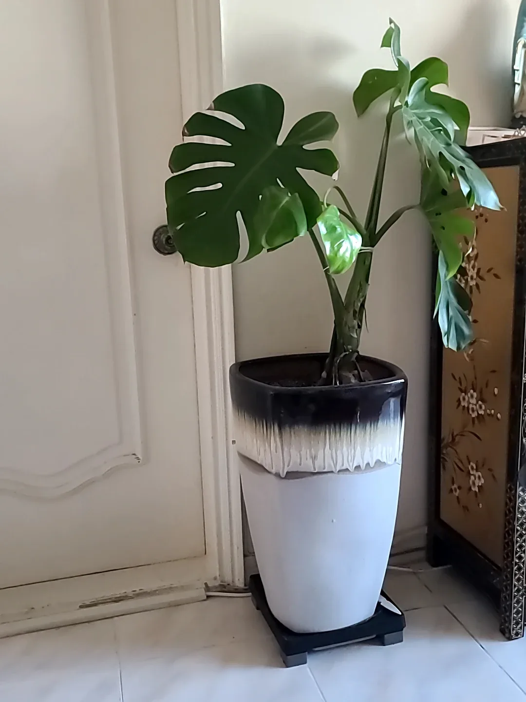 몬스테라 식물 (화분 포함)