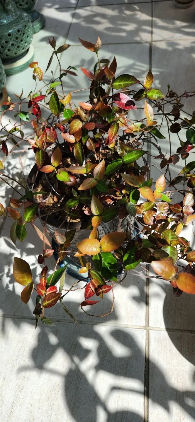 매력적인 붉은 잎 마삭줄식물