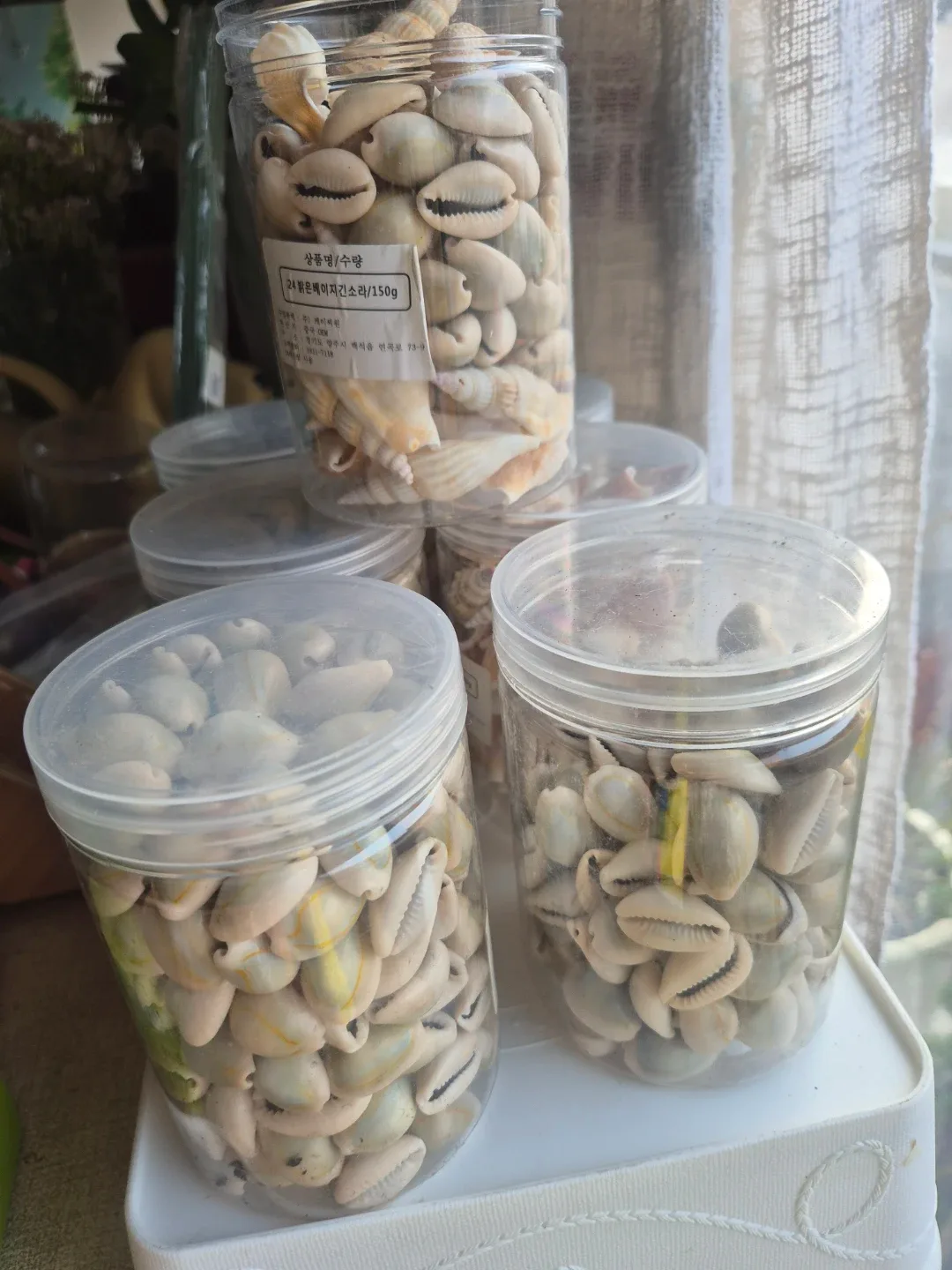 수경식물 꾸미기용 조개 7통