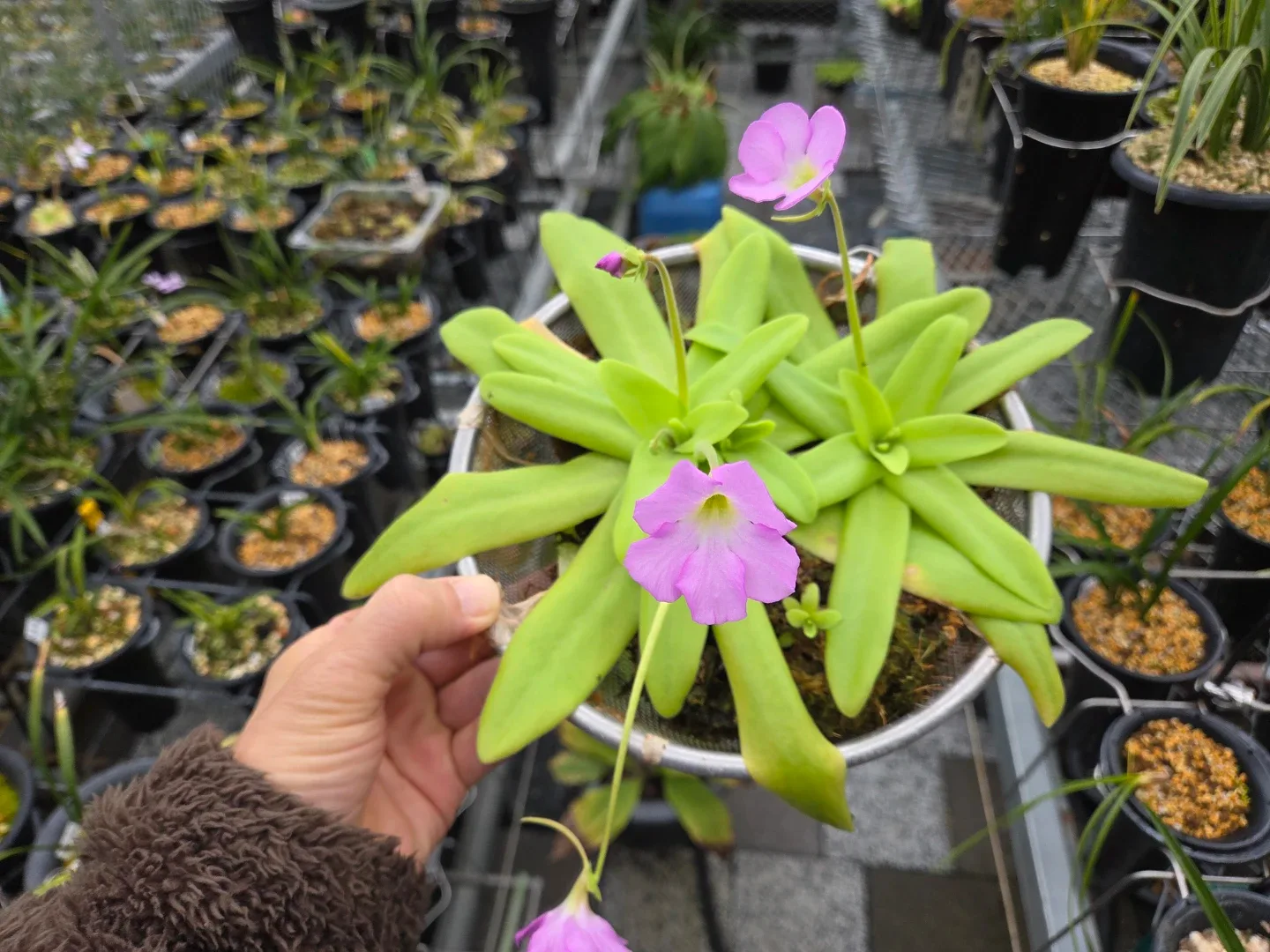 식충식물 벌레잡이제비꽃 (품종:기간모테)