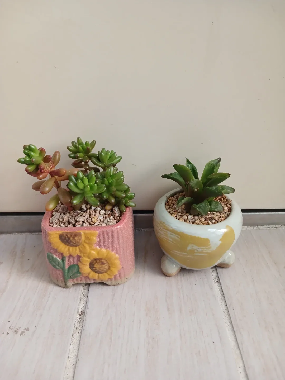 다육이 식물 2개 (화분 포함)