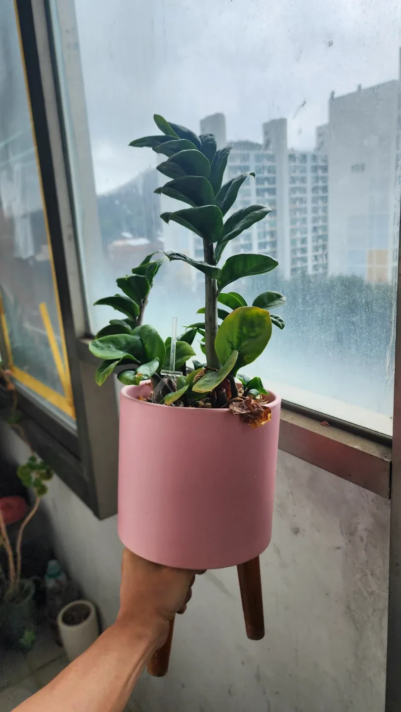 다양한 식물  화분