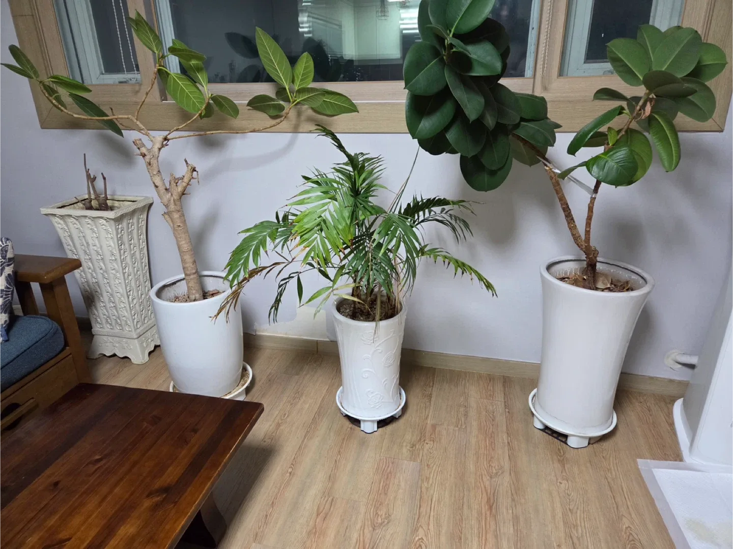 화분 4개세트 (식물 포함)