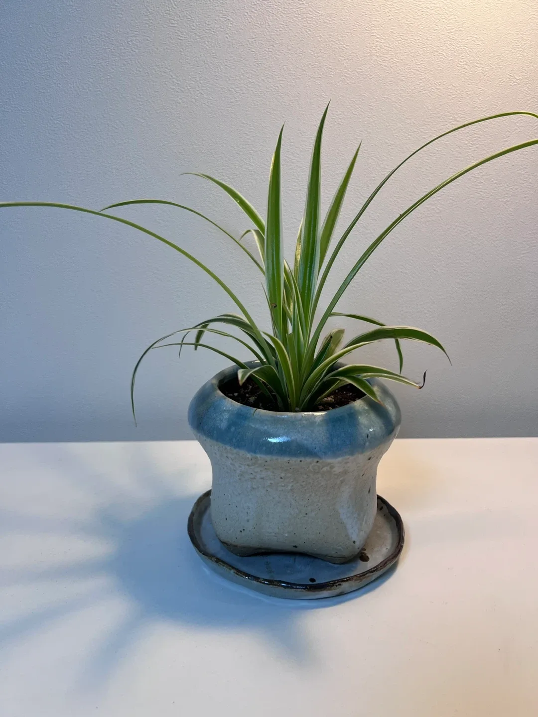 (식물) 줄무늬 나비란