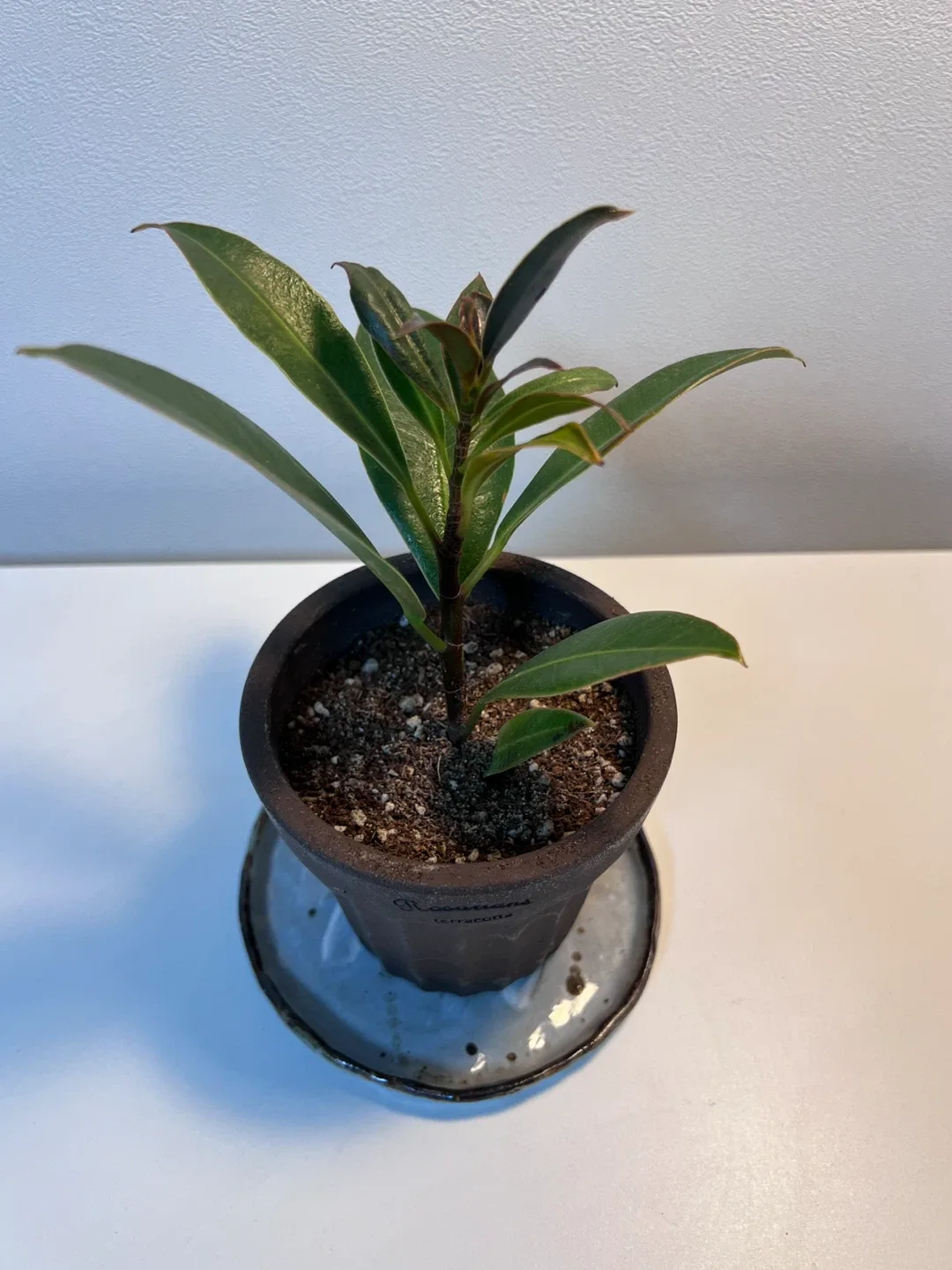 (식물) 고무나무