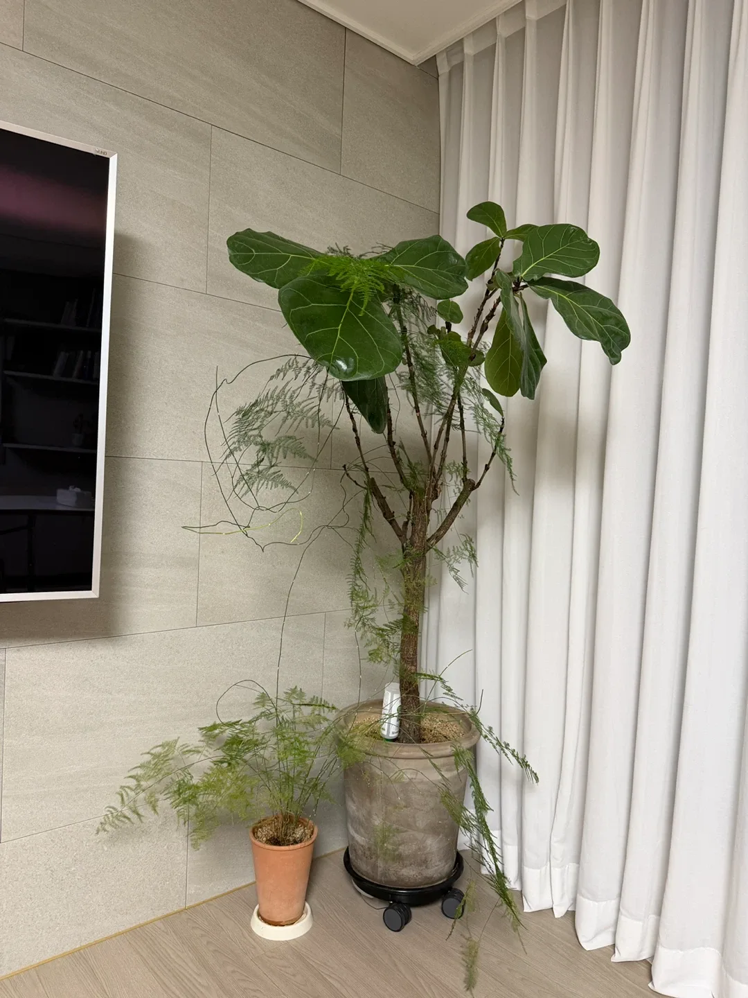 화분 나무 식물 판매합니다