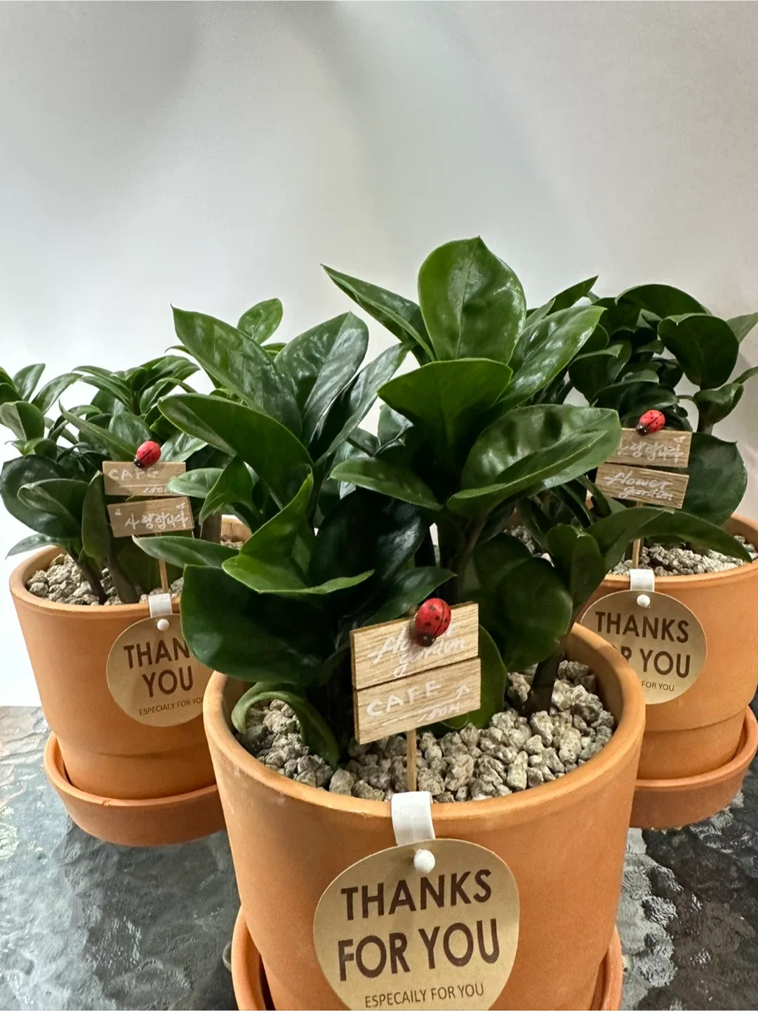 보석 금전수 미니 화분 / 재물운 행운 식물 / 집들이·개업 선물