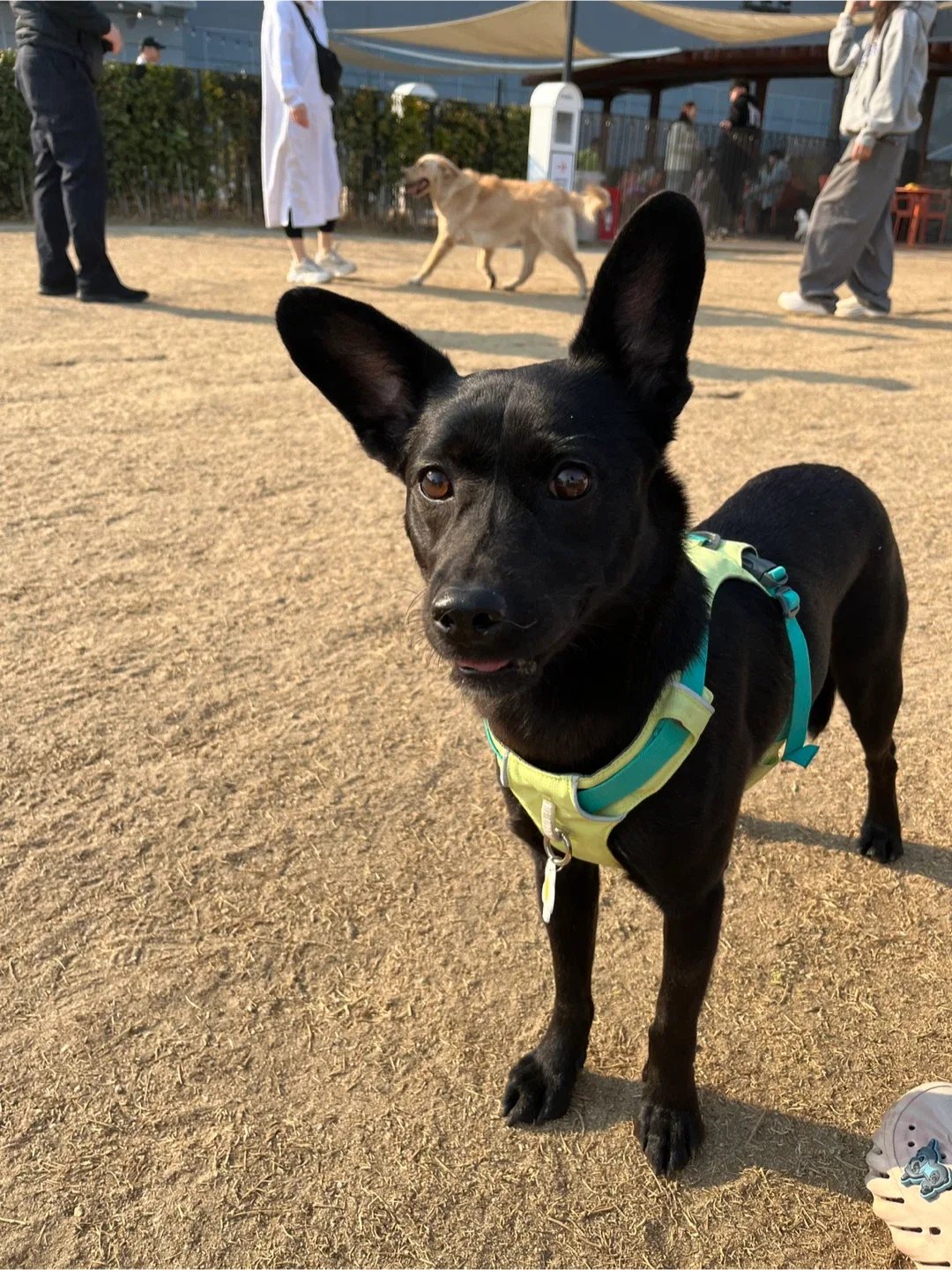 [단순개봉 새상품] 🐶2026년형 / 행복켄넬 450 plus 강아지 이동장 중 대형견 켄넬 하우스 / 브라운 컬러