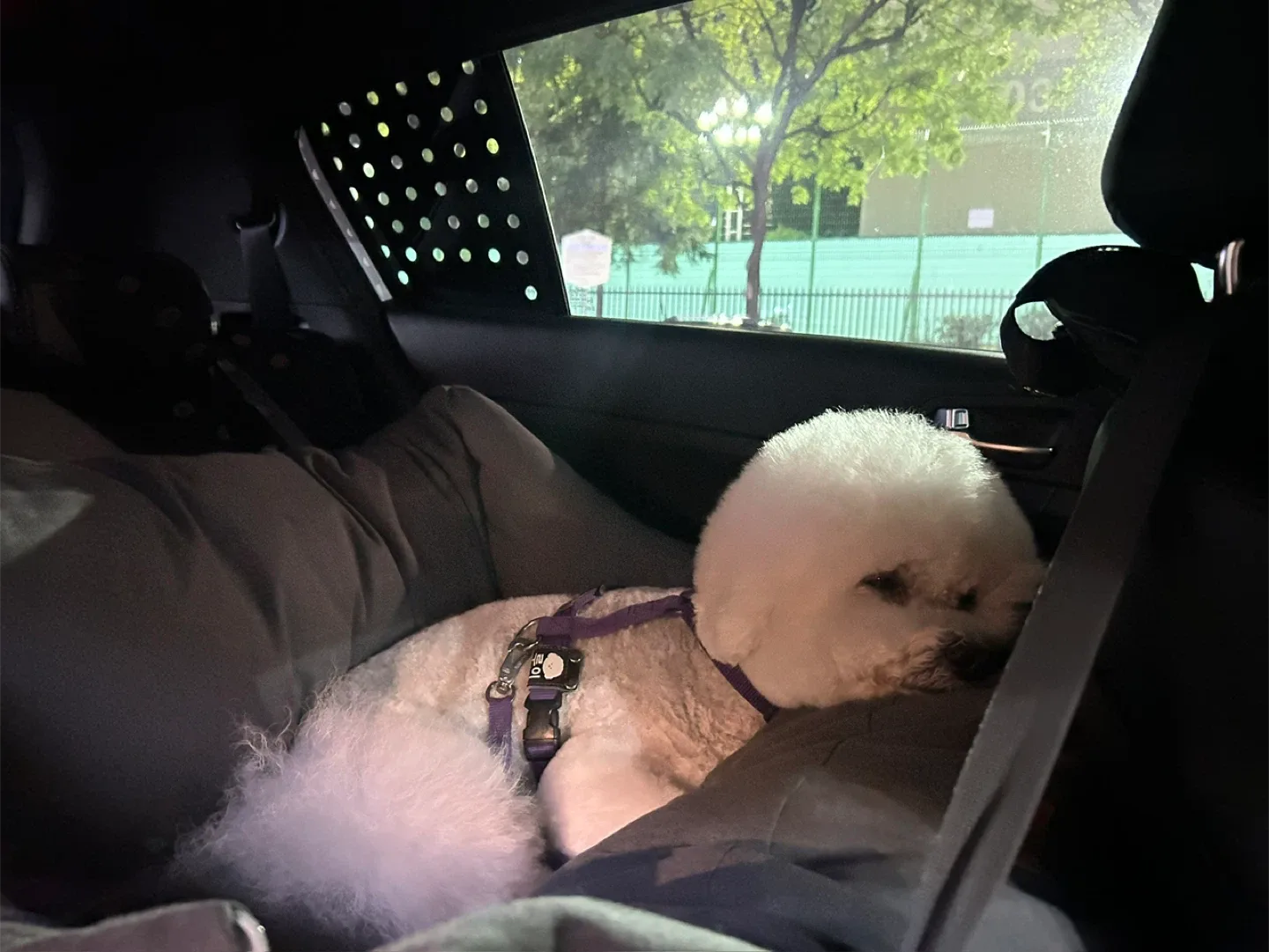 강아지 카시트 특대형 그레이