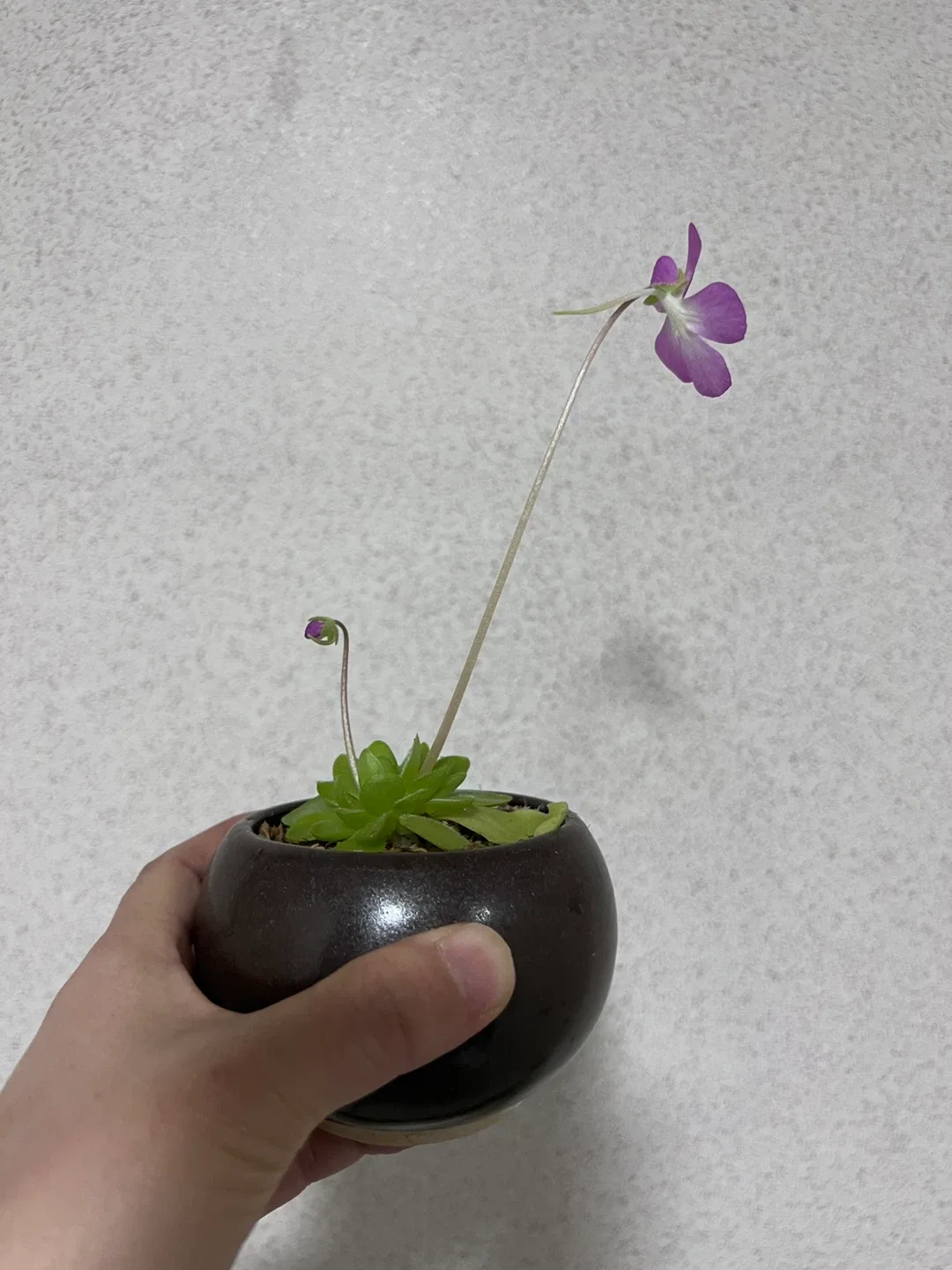 (식물) 벌레잡이 제비꽃