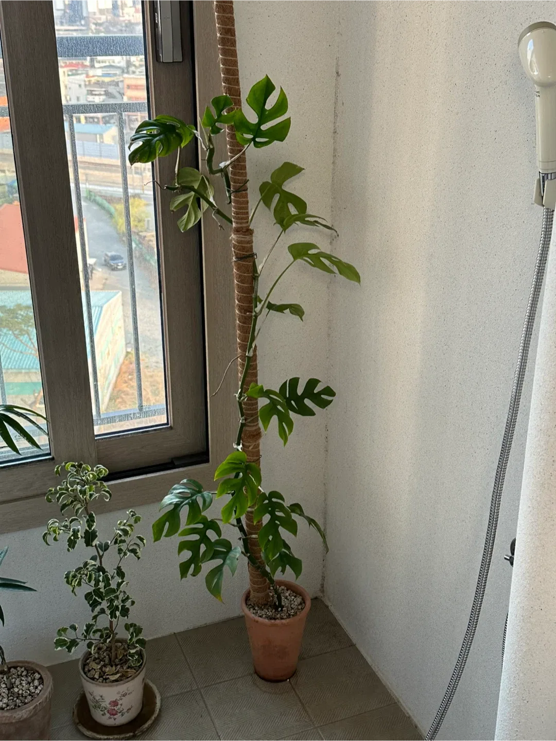 히메몬스테라 식물