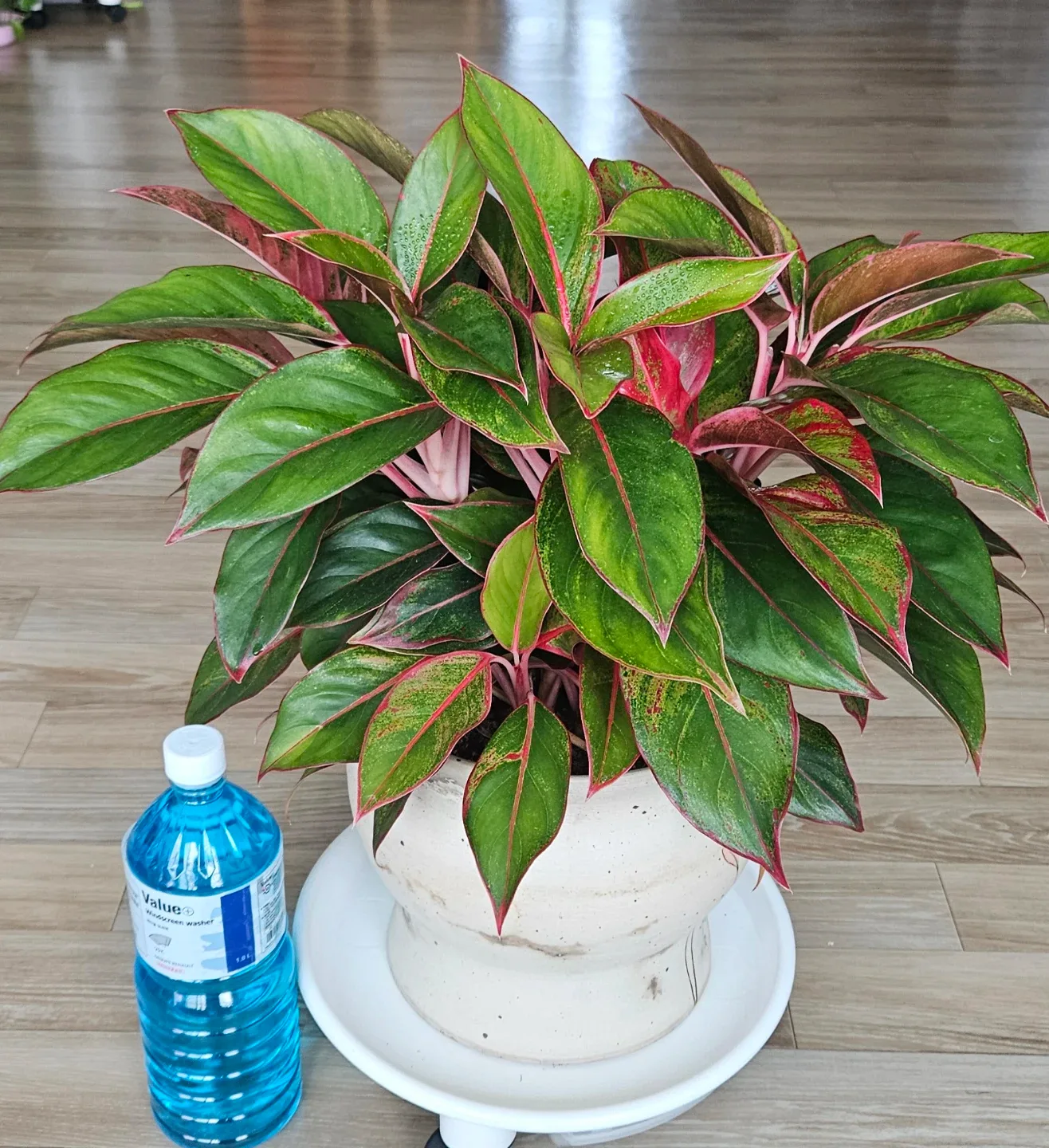 아글라오네마 오로라. 공기정화식물