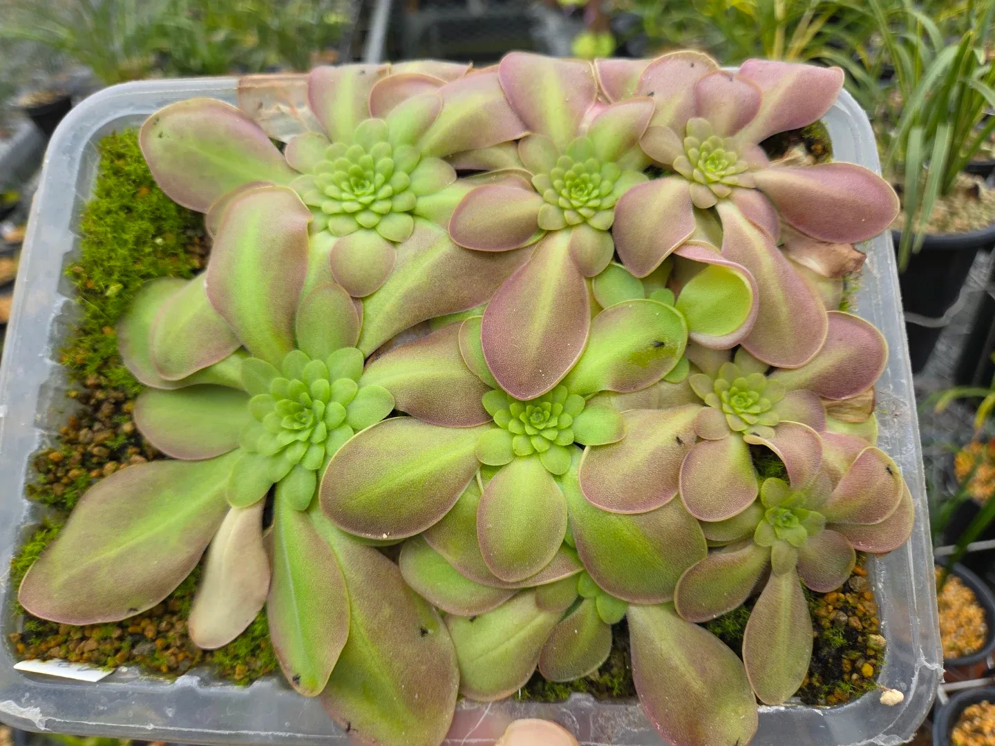 식충식충식물 벌레잡이제비꽃 (품종:라우안파)