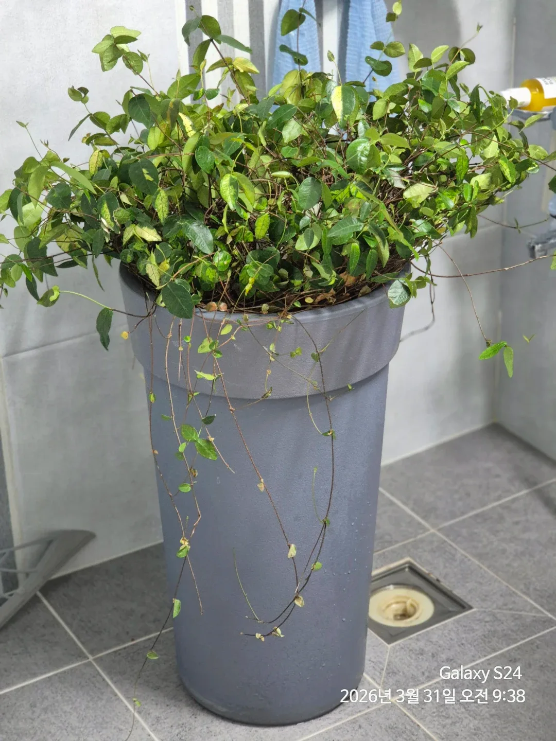 오색마삭줄 식물 (회색 화분)