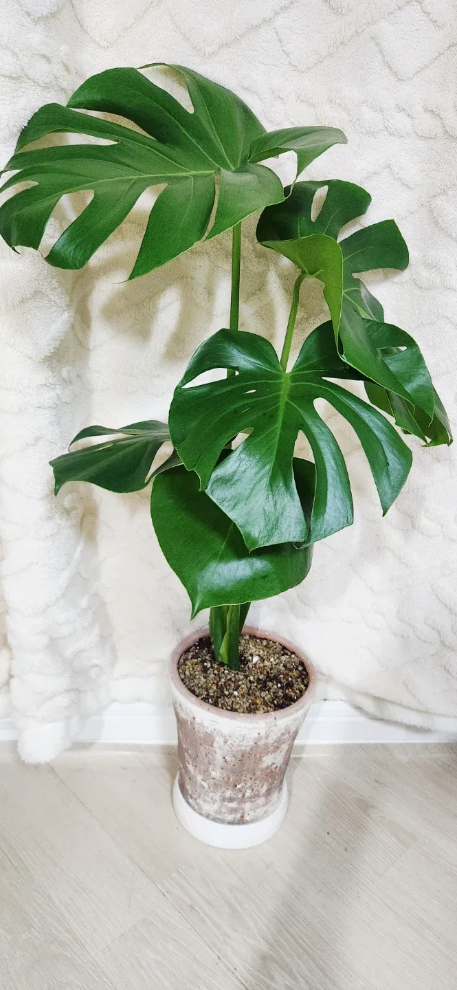 몬스테라 식물 (화분 포함)ㅡ총기장85센치선