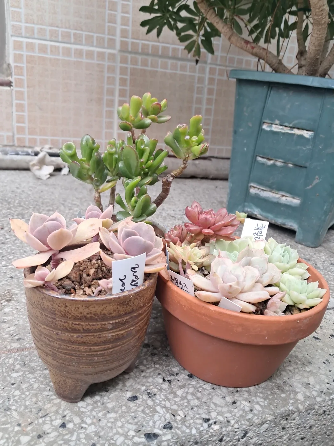 다육이 식물 모음