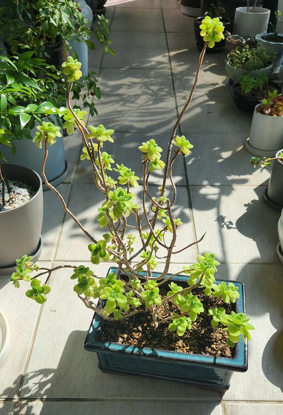 다육 식물 분재(장미허브)