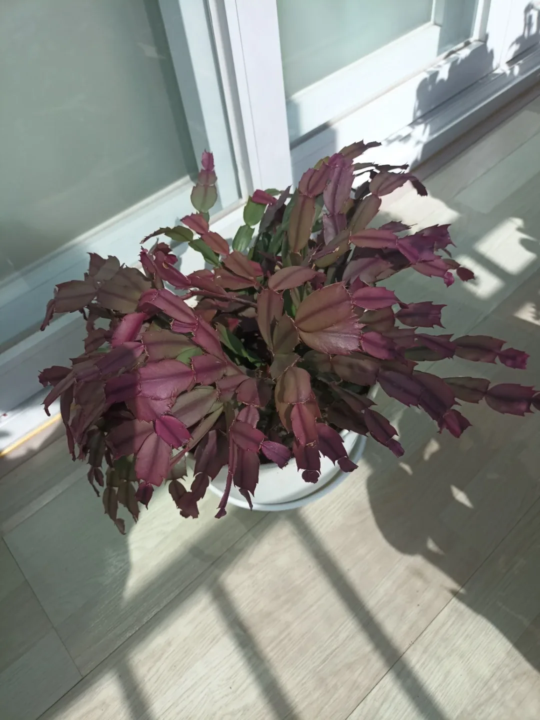 게발선인장(샤먼선인장) 분홍빛 화분식물