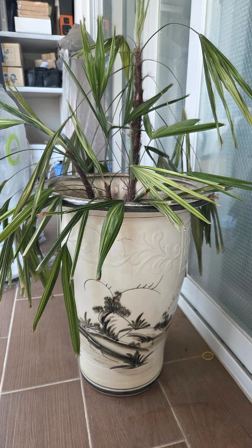 화분 식물 모음