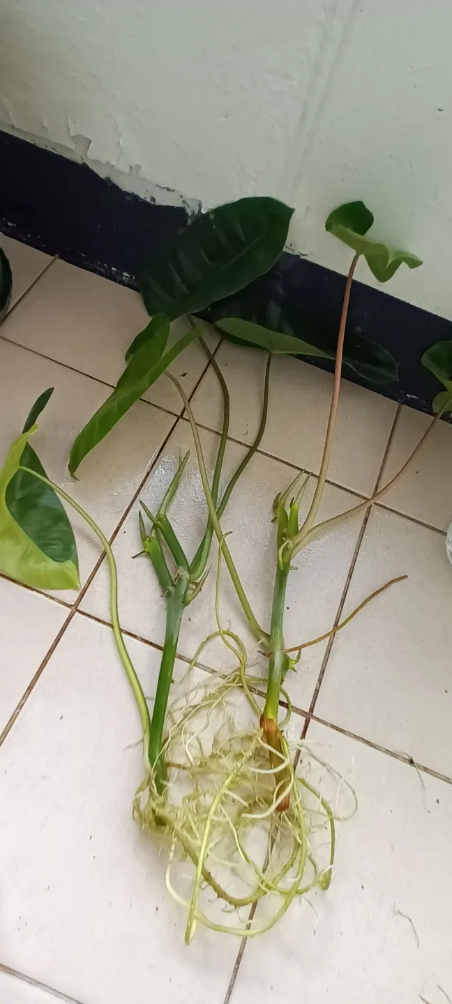 필로덴드론 식물 두개