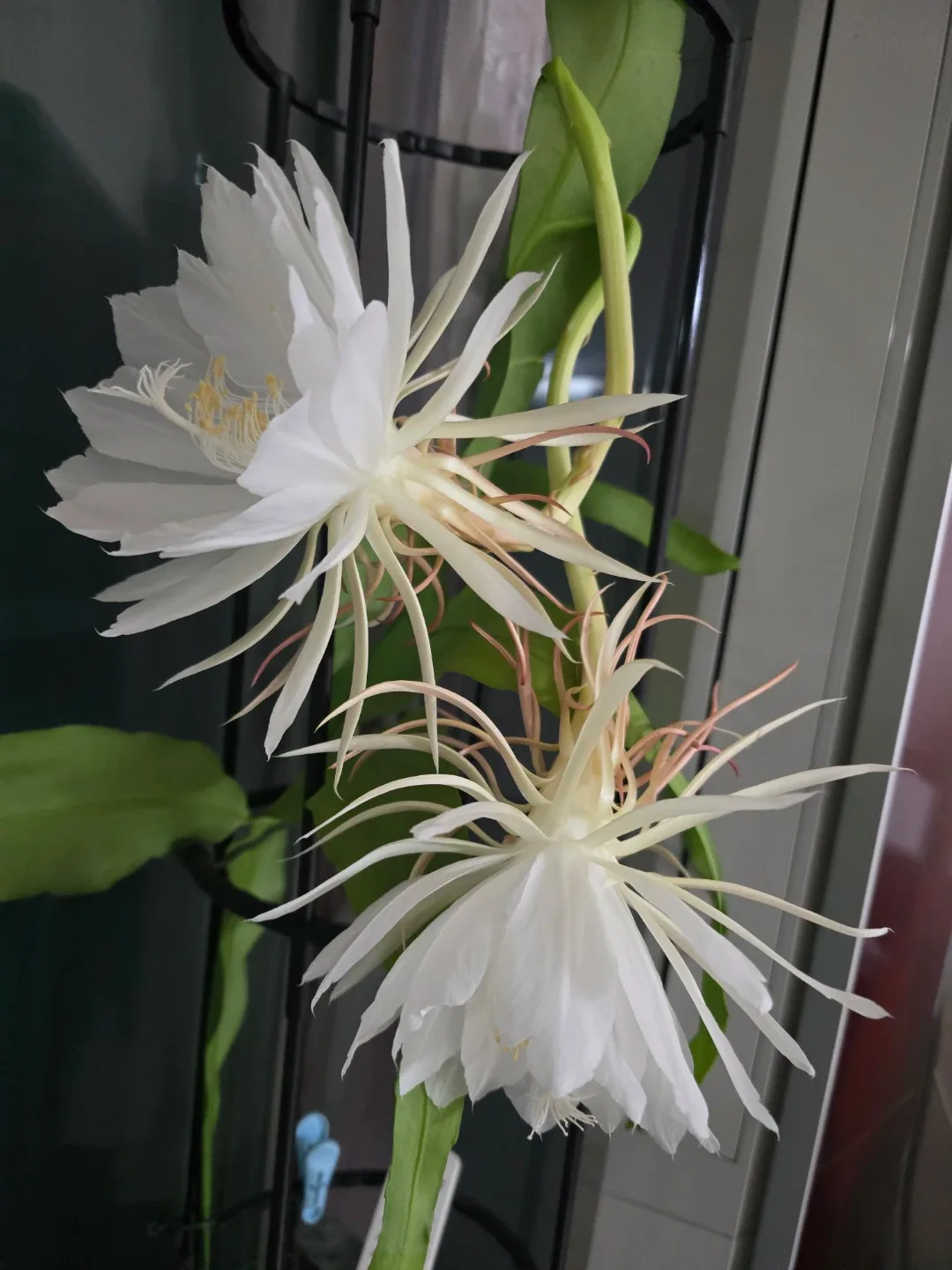 퀸즈오브나이트, 밤의 여왕 식물 화분