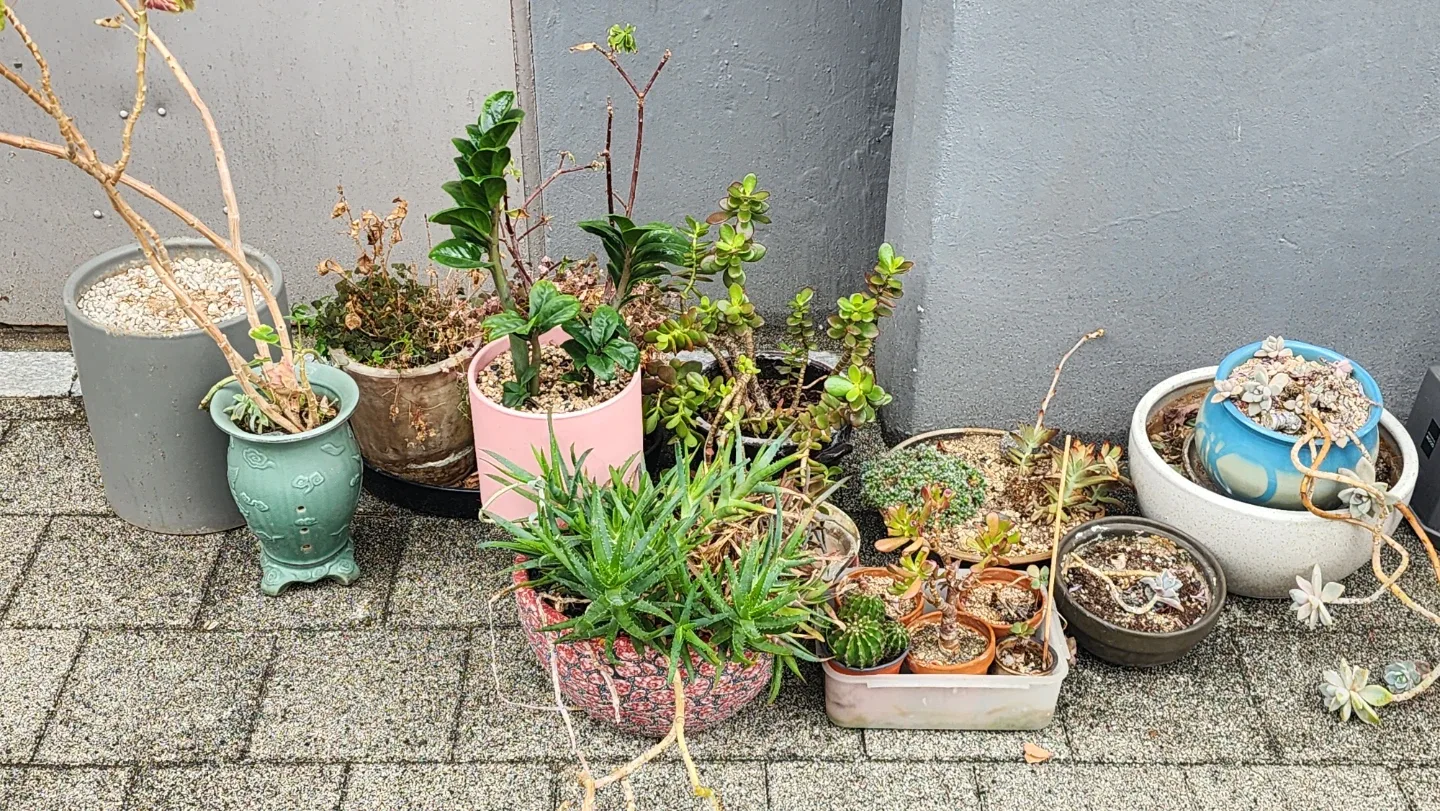 다양한 식물 & 화분 세트