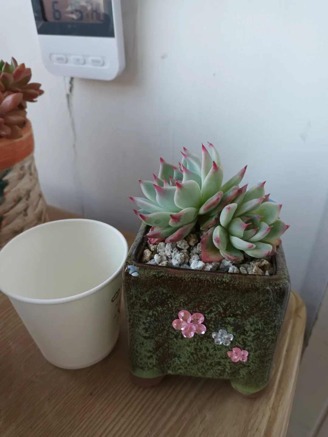 도태랑(다육식물)