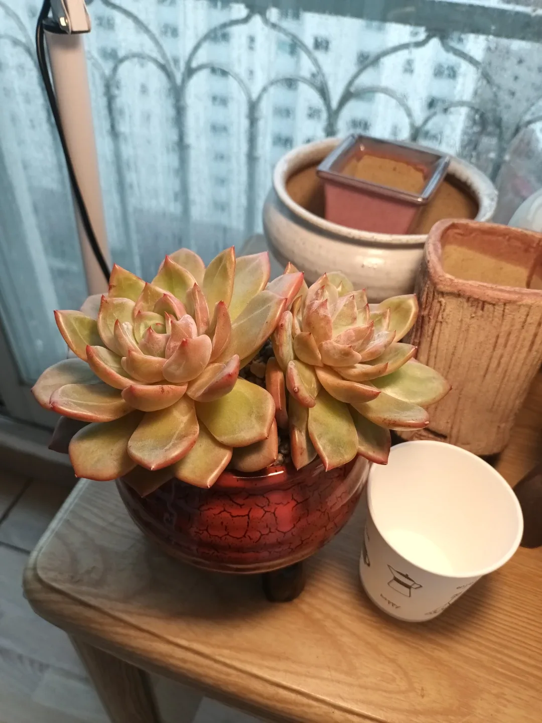 다육식물 (샴페인)