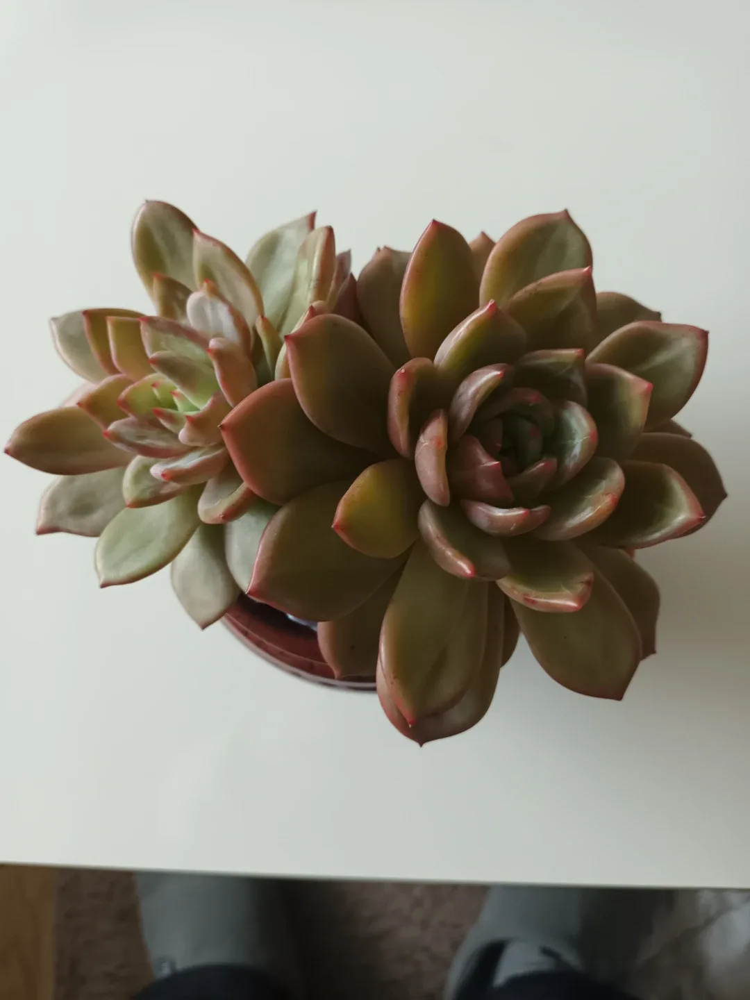 다육식물 (샴페인)