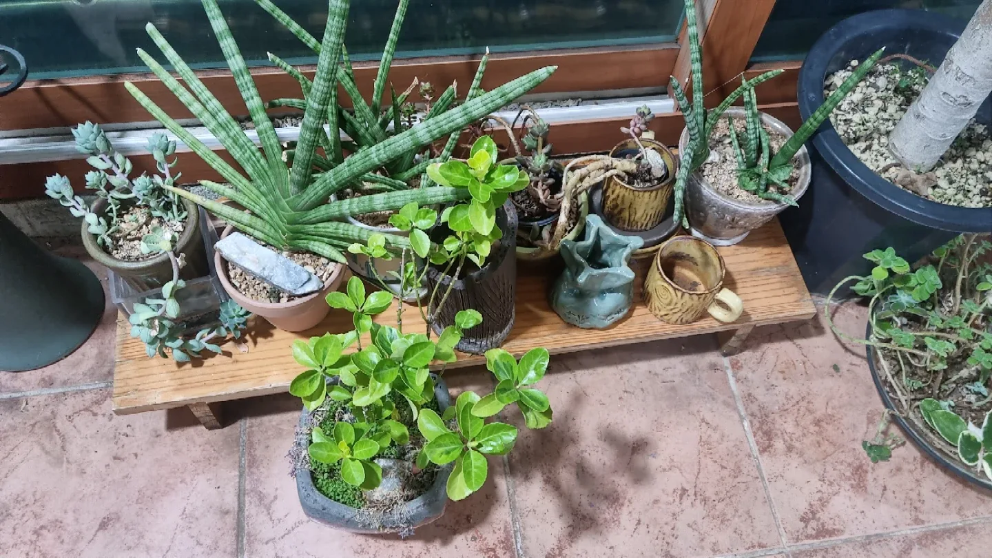 다양한 종류의 화분/식물 모음