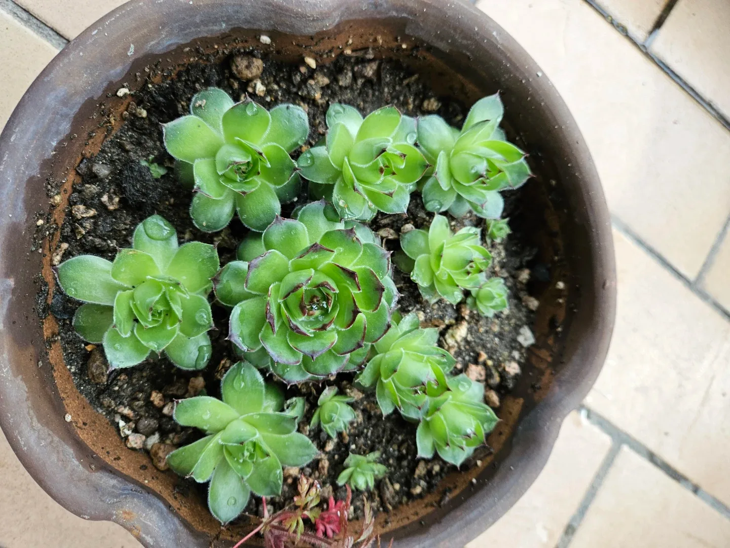 다육식물 솔방울