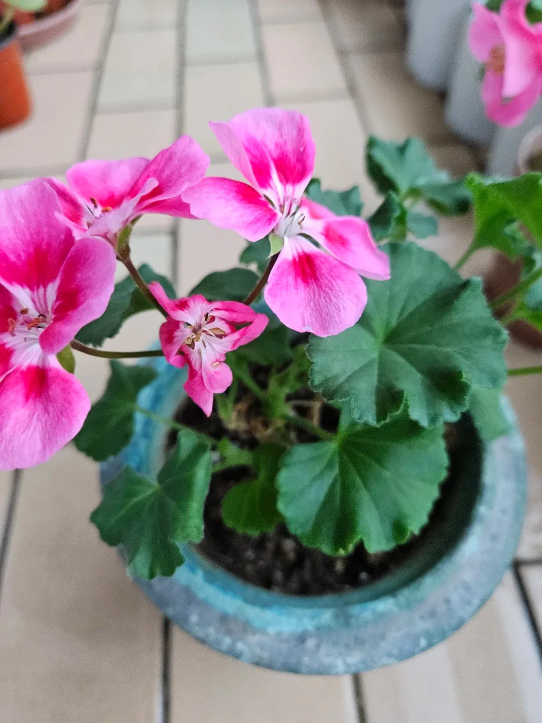 분홍 제라늄 꽃 화분