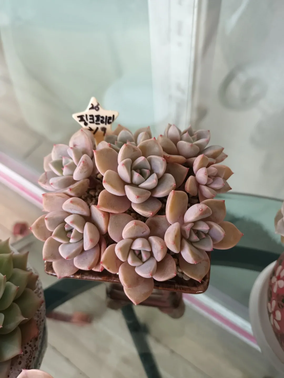 핑크프리티 (다육식물)