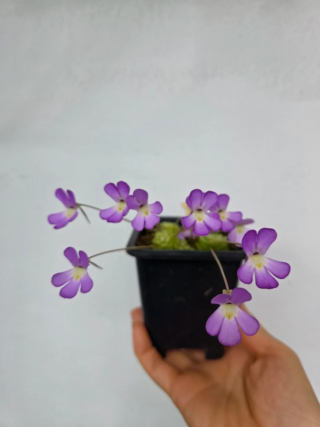 벌레잡이 식물 에셀리아나