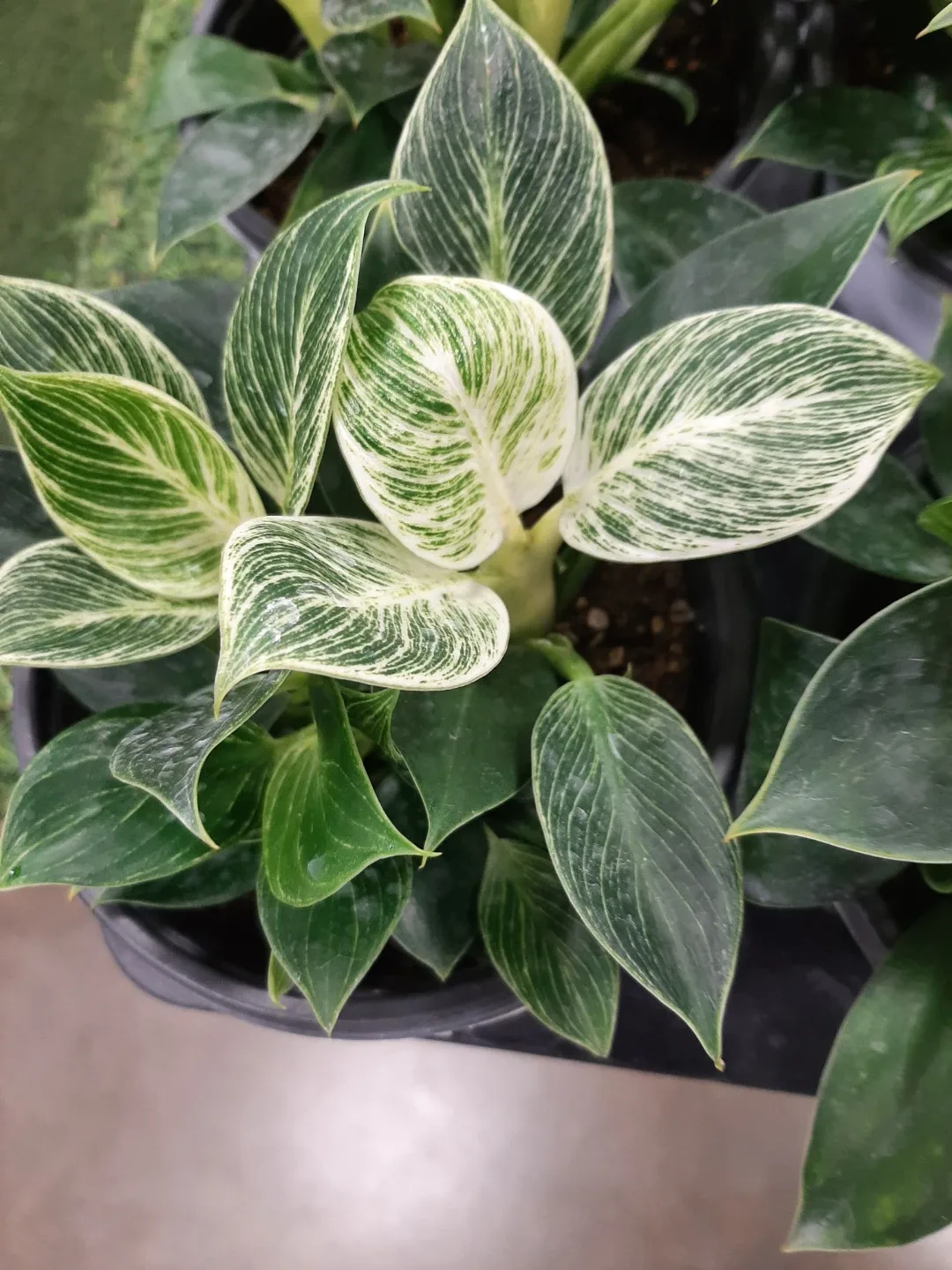 버킨(식물)팝니다