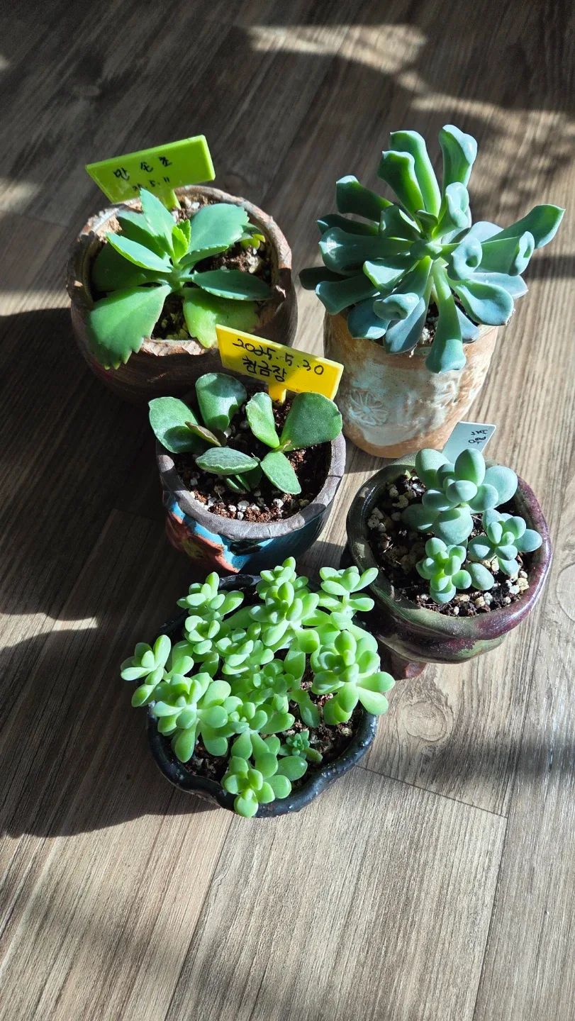 다육이 식물