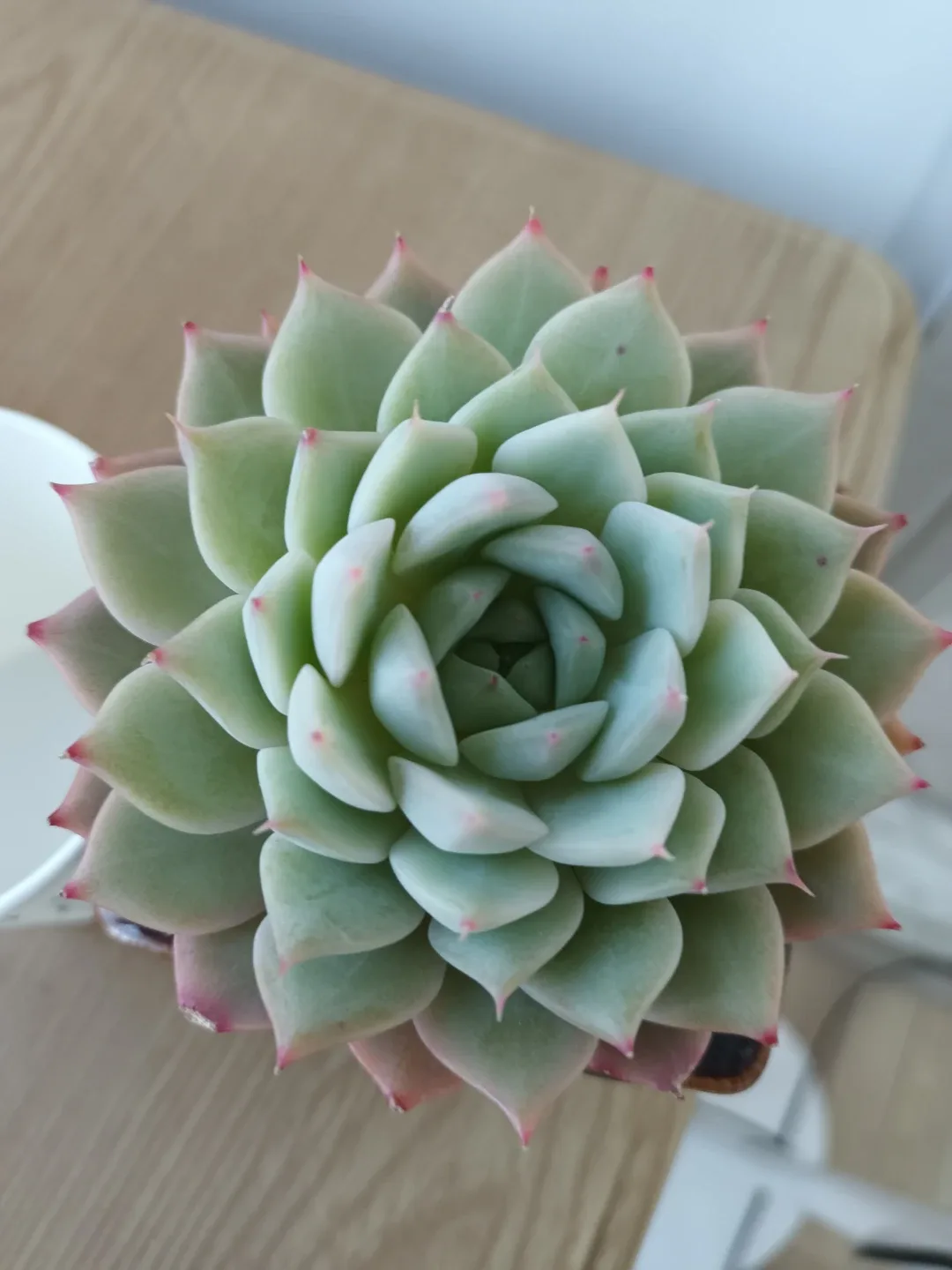 다육식물 (맥시칸 스노우볼)