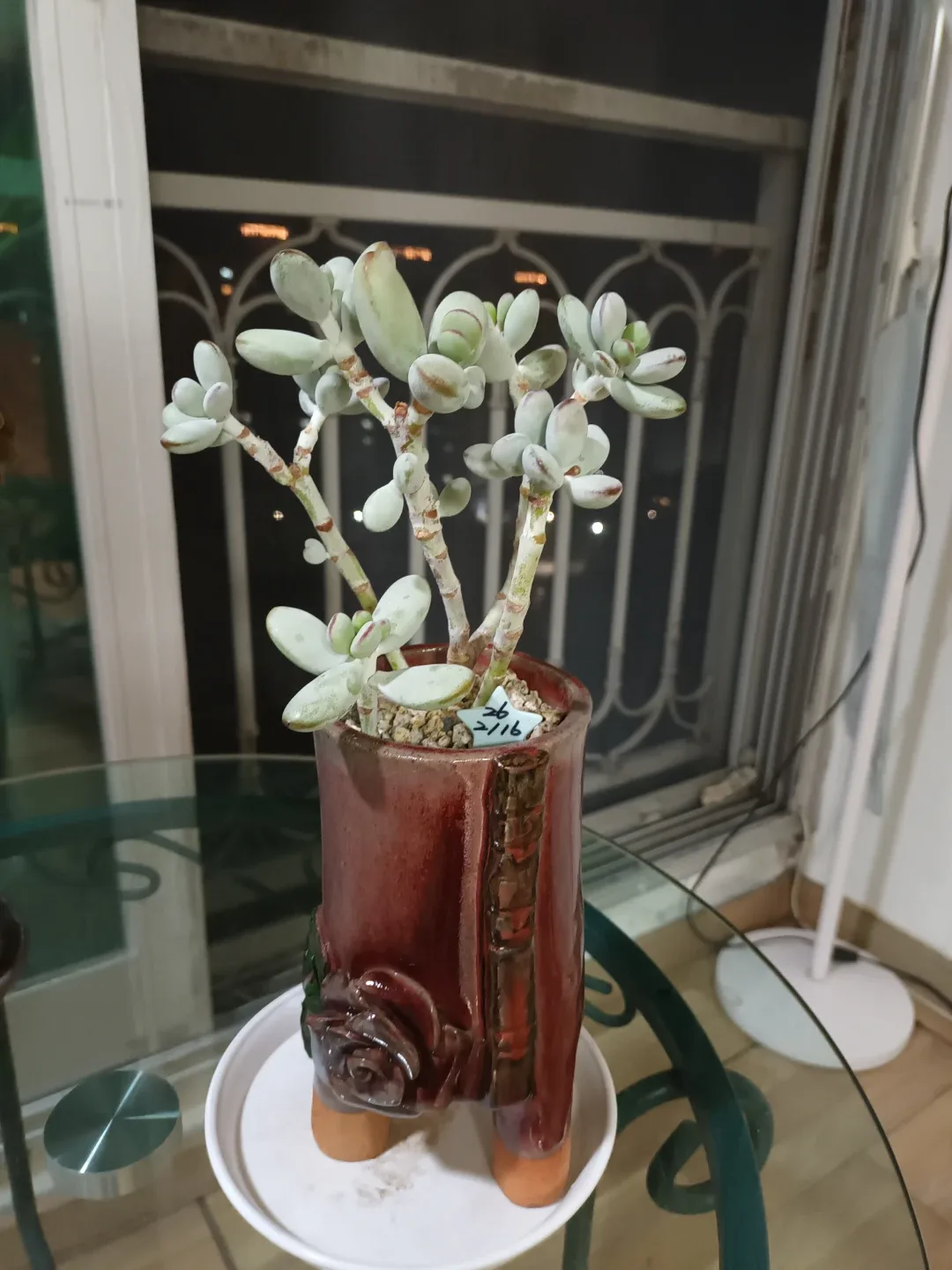 방울복랑(다육식물)