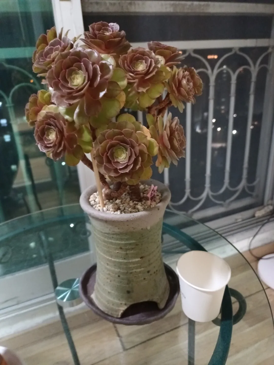 할로윈(다육식물)