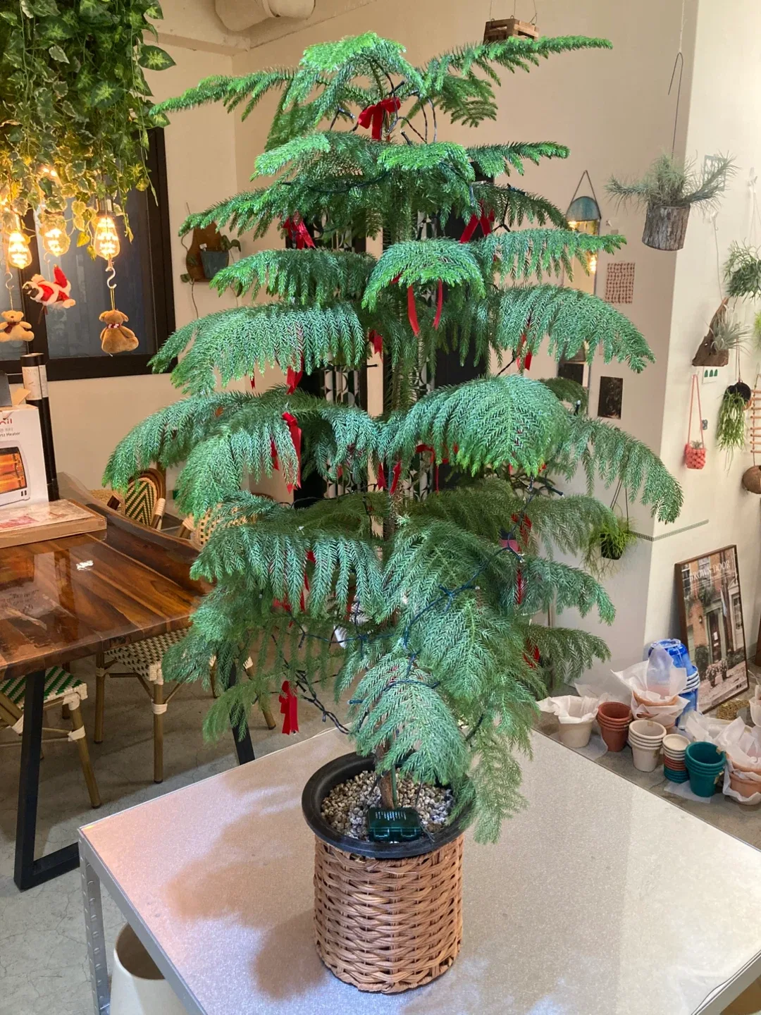 아라우카리아 대품 포트 식물 바구니