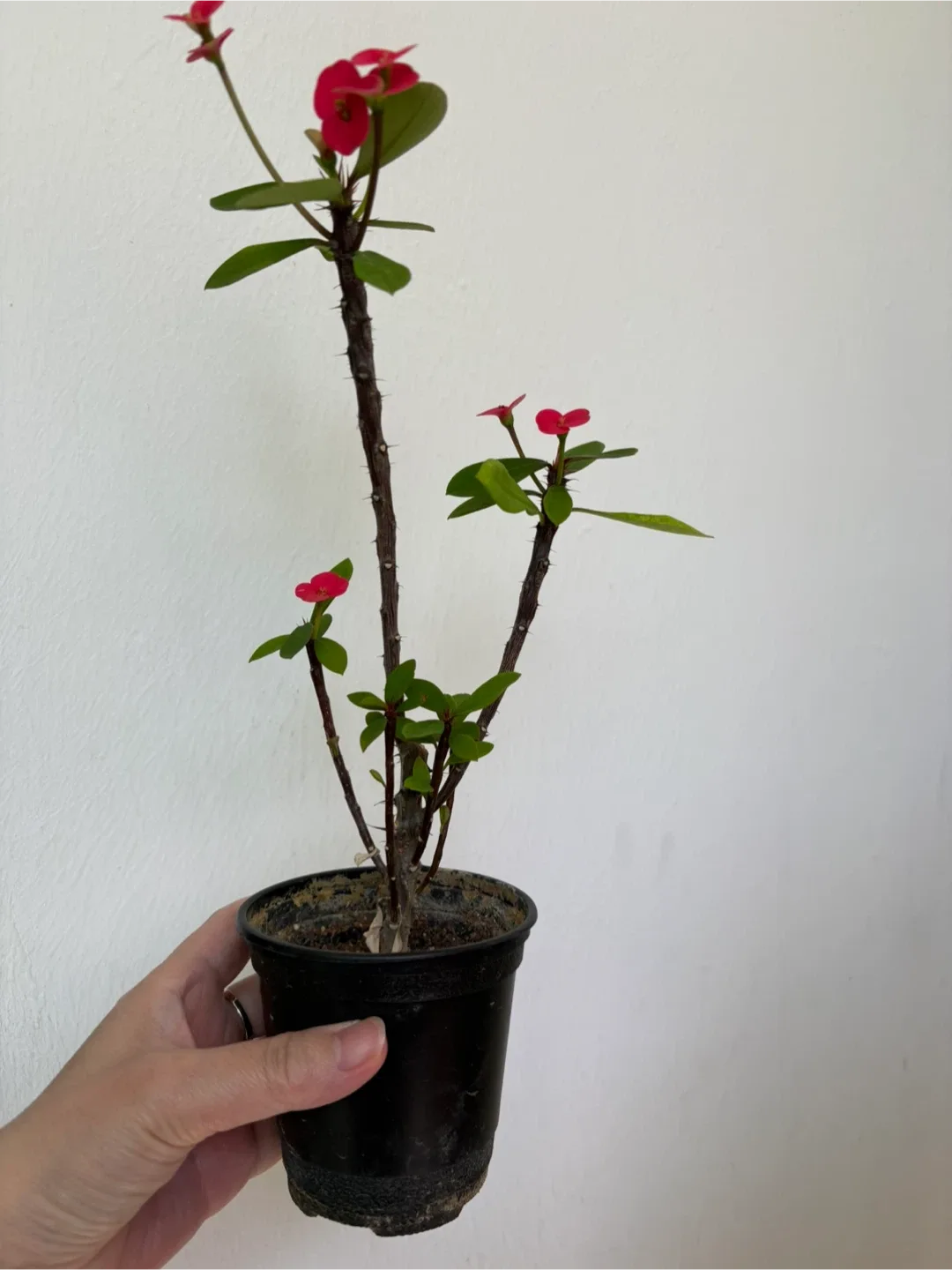 꽃기린 키우기 식물