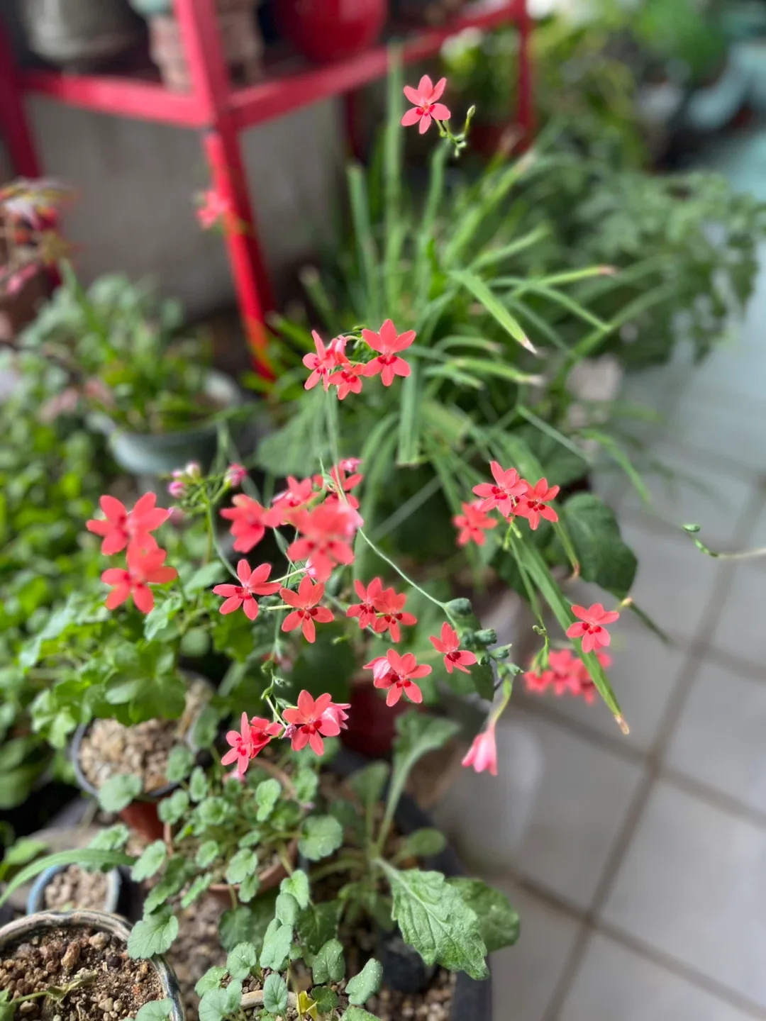 작고 앙증맞은 빨간 꽃이 피는 식물