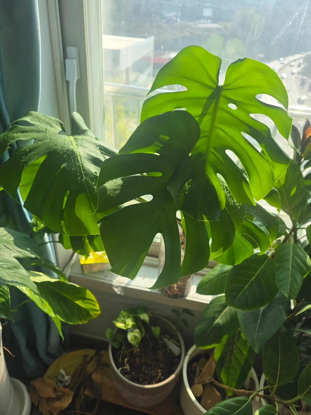 몬스테라 수경재배 식물