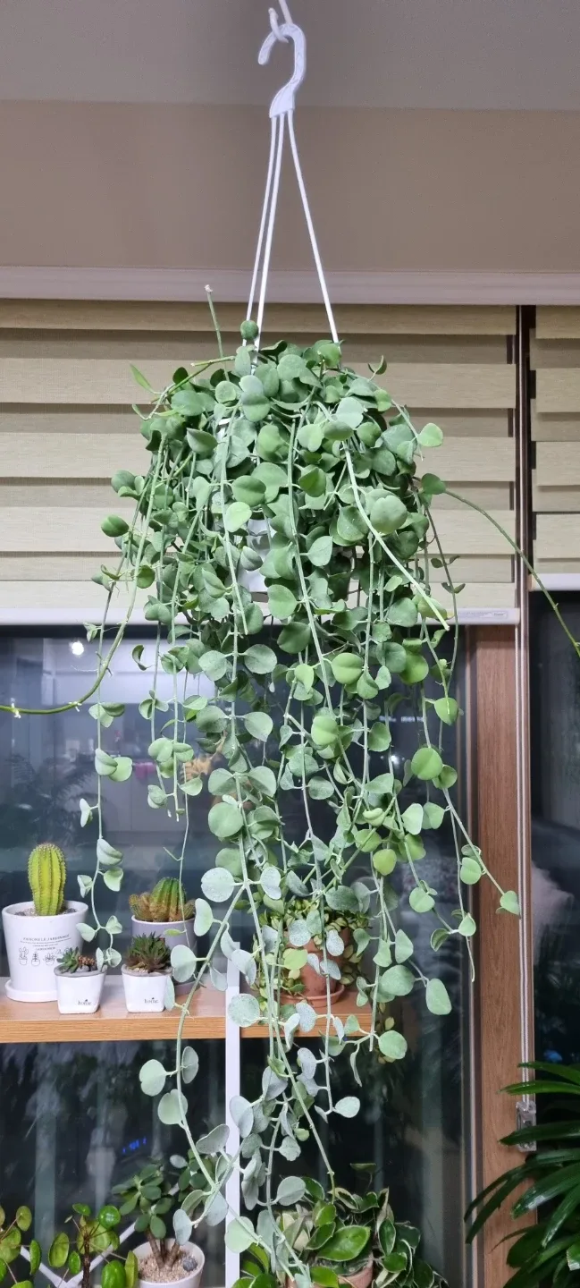 🍀행잉식물 디시디아그린(대품)카페나 가게추천함 존재감 최고 내린가격임네고x